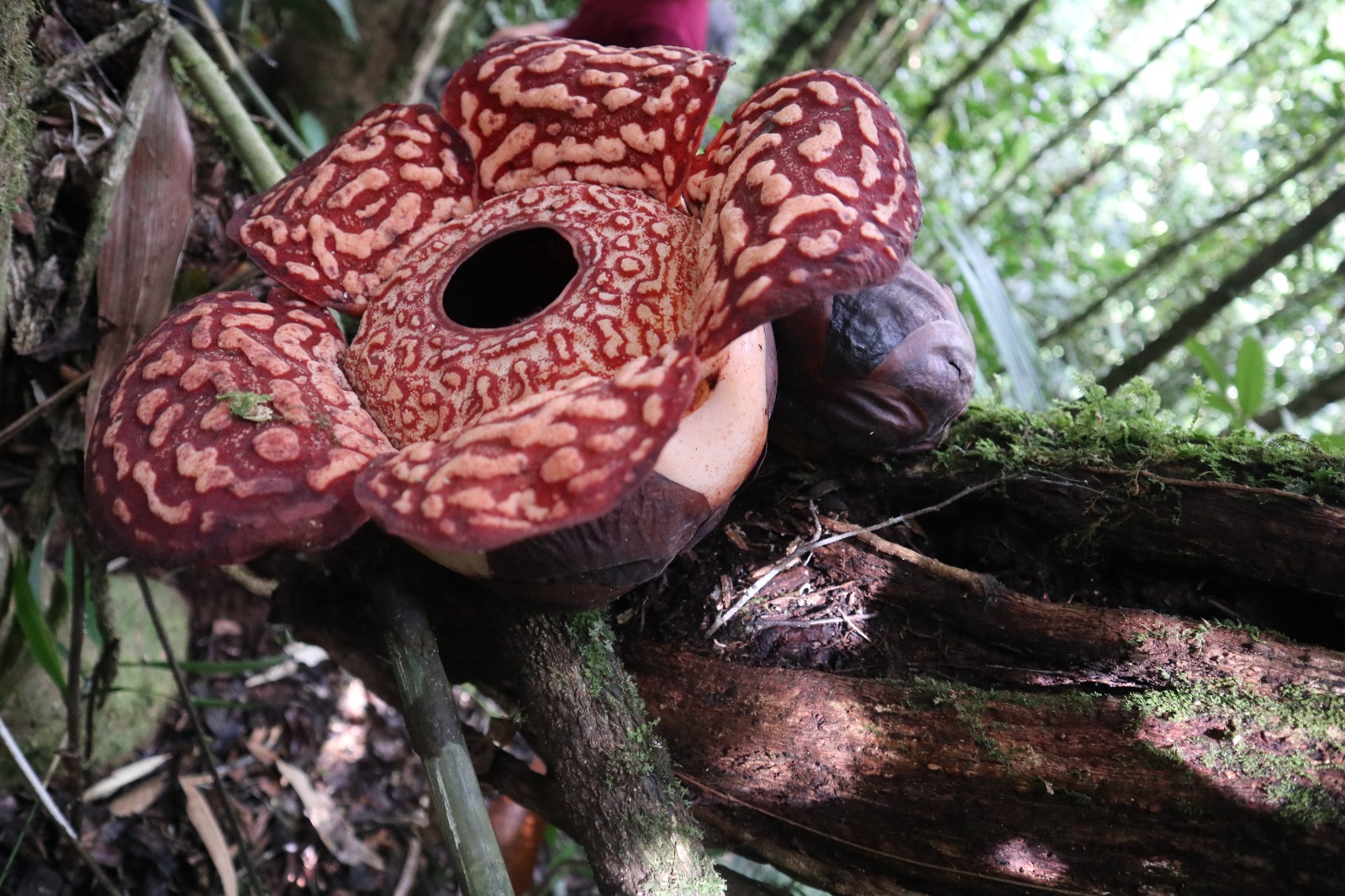 Close-up bunga Rafflesia pricei yang sedang mekar sempurna di kawasan hutan Kayan Mentarang. Bunga ini tumbuh dari inang (Tetrastigma) dan dilindungi penuh karena sensitif terhadap gangguan. (TN Kayan Mentarang/Istimewa)